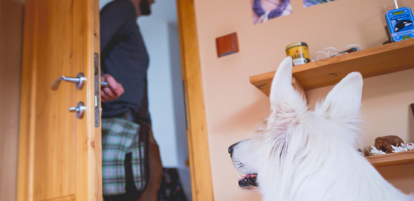 Leaving the Dog alone